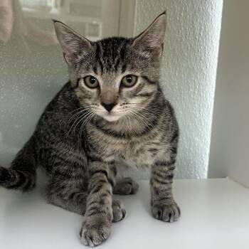 Lasagna -  Domestic Short Hair Cat for Adoption in Jupiter, Florida - Lasagna | PetCurious