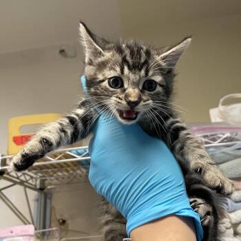 Domestic Short Hair Cats Available for Adoption in Pasadena, California - Meeny | PetCurious