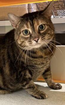 Journey -  Domestic Short Hair Cat for Adoption in Kansas City, Missouri - Journey | PetCurious