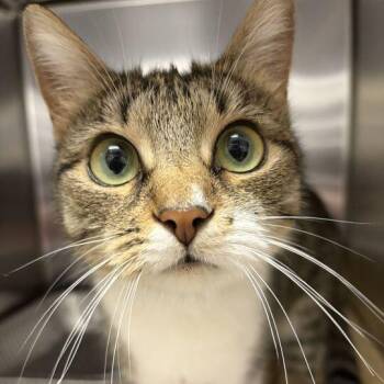 Sadie -  Domestic Short Hair Cat for Adoption in Asheville, North Carolina - Sadie | PetCurious