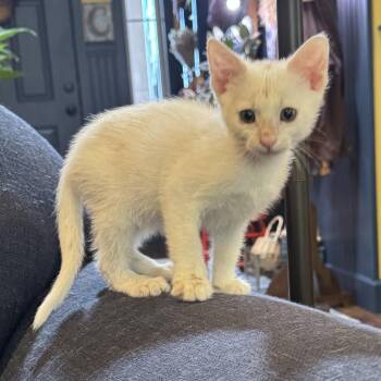 Domestic Short Hair Cats Available for Adoption in Pasco, Washington - Tylenol | PetCurious