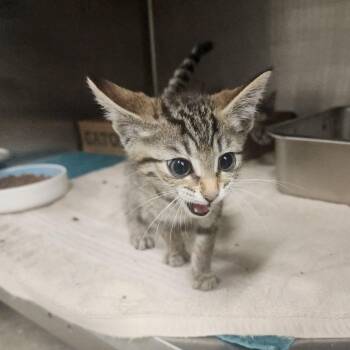 Obi -  Domestic Short Hair Cat for Adoption in Evensville, Tennessee - Obi | PetCurious
