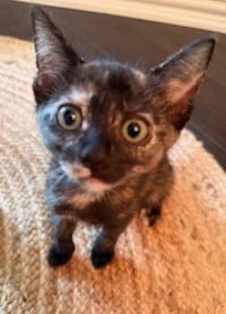 Rescue Domestic Short Hair Cats for Adoption in Prosper, Texas - Marge | PetCurious