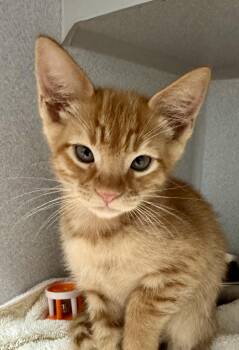 Tabby and Domestic Short Hair Cats Available for Adoption in Red Bluff, California - *Gucci | PetCurious