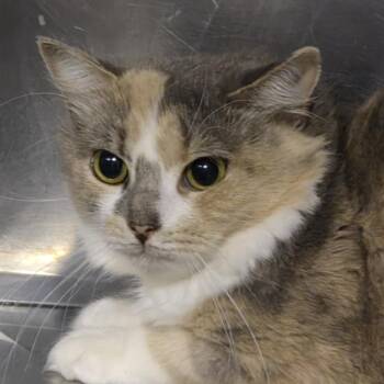 Flora vinic -  Domestic Medium Hair Cat for Adoption in Natick, Massachusetts - Flora Vinic | PetCurious