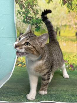 Domestic Short Hair Cats Available for Adoption in Wetumpka, Alabama - 260422  Carlos | PetCurious