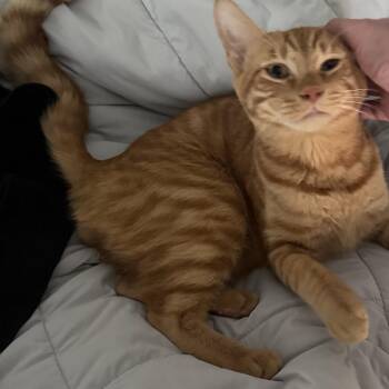 Armani -  Domestic Short Hair Cat for Adoption in Prosper, Texas - Armani | PetCurious