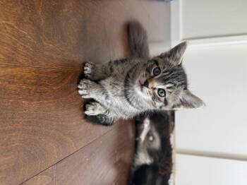 Honey -  Domestic Short Hair Cat Available for Adoption in Davis, California - Honey | PetCurious