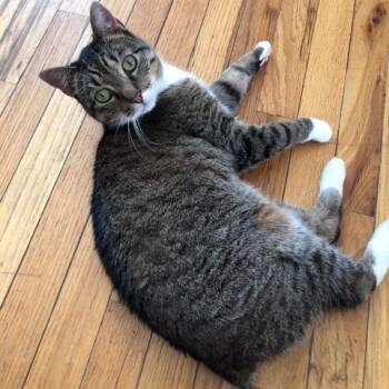 Rescue Domestic Short Hair Cats for Adoption - Janey | PetCurious