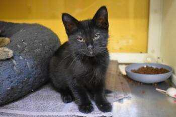 Headlock -  Domestic Short Hair Cat for Adoption in Kansas City, Missouri - Headlock | PetCurious