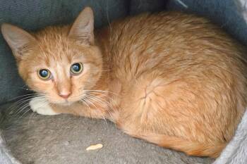 Rescue Domestic Short Hair Cats for Adoption in Nampa, Idaho - Berlioz | PetCurious