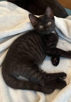 Robbie -  Domestic Short Hair Cat for Adoption in Alexandria, Virginia - Robbie | PetCurious