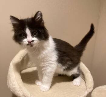 Wren -  Domestic Medium Hair Cat for Adoption in New Franklin, Ohio - Wren | PetCurious