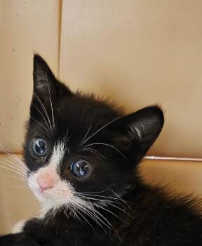 Manny -  Domestic Short Hair Cat for Adoption in Trenton, New Jersey - Manny | PetCurious