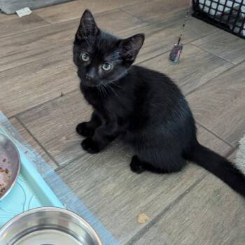 Domestic Short Hair Cats Available for Adoption in Newcastle, Oklahoma - Riot | PetCurious