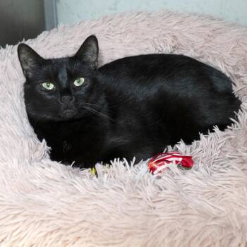 Domestic Short Hair Cats Available for Adoption in Old Bridge, New Jersey - Nori | PetCurious
