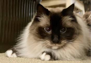Forrester -  Ragdoll Cat for Adoption in Maple Ridge, British Columbia - Forrester | PetCurious