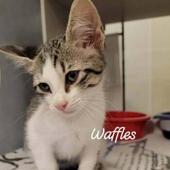 Waffles -  Domestic Short Hair Cat for Adoption in Buchanan Dam, Texas - Waffles | PetCurious