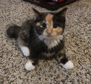 OREO -  Domestic Short Hair Cat for Adoption in Colorado Springs, Colorado - OREO | PetCurious