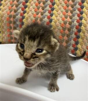 PICKLES -  Domestic Short Hair Cat for Adoption in Rosenberg, Texas - PICKLES | PetCurious
