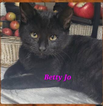 Domestic Short Hair Cats Available for Adoption in Jim Thorpe, Pennsylvania - Betty Jo | PetCurious