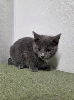 Rescue Domestic Short Hair Cats for Adoption in Spencer, Iowa - Harper | PetCurious