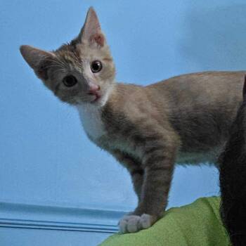 Phineas (Bonded w/ Candice) -  Domestic Short Hair Cat for Adoption in Wilmington, Delaware - Phineas (Bonded W/ Candice) | PetCurious