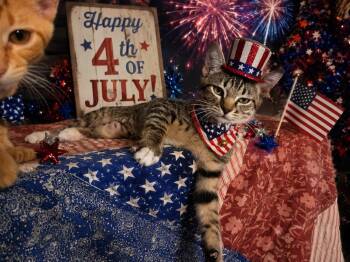 Chiqala Wesa 4416 -  Domestic Short Hair Cat for Adoption in Dallas, Texas - Chiqala Wesa 4416 | PetCurious