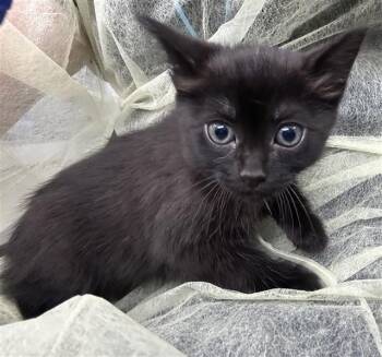 Domestic Short Hair Cats Available for Adoption in Dallas, Texas - DISNEY | PetCurious