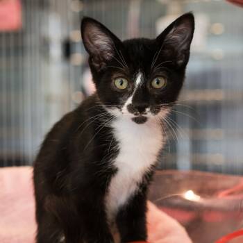 Rescue Domestic Short Hair Cats for Adoption in Los Angeles, California - Colby | PetCurious