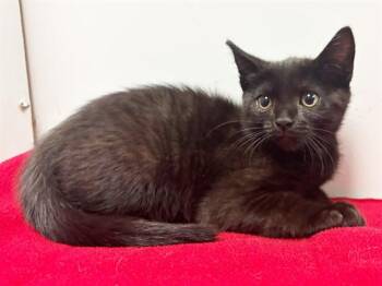 GRACIE -  Domestic Short Hair Cat for Adoption in Sacramento, California - GRACIE | PetCurious