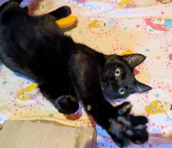 Rescue Domestic Short Hair Cats for Adoption in Hoyleton, Illinois - Nicolette | PetCurious