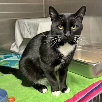 Rescue Domestic Short Hair Cats for Adoption in Hailey, Idaho - Sorrell | PetCurious