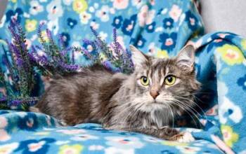 Eurydice -  Domestic Medium Hair and Domestic Short Hair Cat for Adoption in Yakima, Washington - Eurydice | PetCurious