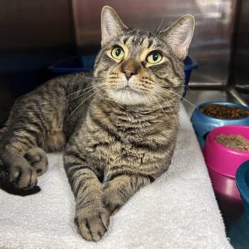 Huey -  Domestic Short Hair Cat for Adoption in La Grange Park, Illinois - Huey | PetCurious