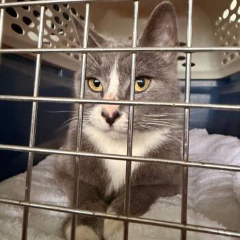 Valentine -  Domestic Short Hair Cat for Adoption in Coos Bay, Oregon - Valentine | PetCurious