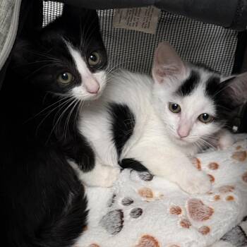 Cloud -  Domestic Short Hair Cat for Adoption in Los Angeles, California - Cloud | PetCurious