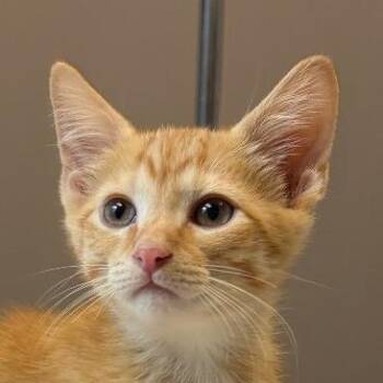 Coin -  Domestic Short Hair Cat for Adoption in Chicago, Illinois - Coin | PetCurious