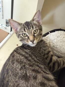 SOUNDWAVE -  Domestic Short Hair Cat for Adoption in Chicago Ridge, Illinois - SOUNDWAVE | PetCurious