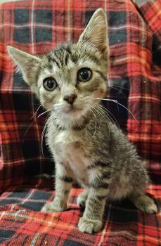 Dusty -  Domestic Short Hair Cat for Adoption in Diamond Springs, California - Dusty | PetCurious