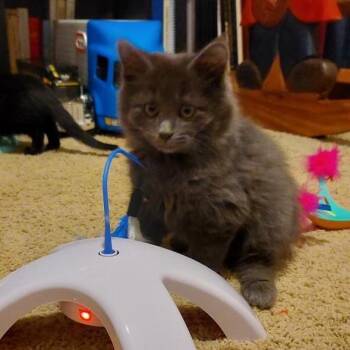 Domestic Short Hair Cats Available for Adoption in Nampa, Idaho - Cadbury | PetCurious