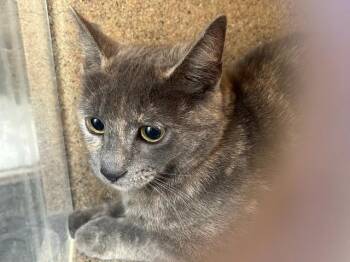 Domestic Short Hair Cats Available for Adoption - SAUTERNE 3 | PetCurious