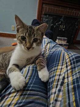 Rescue Domestic Short Hair Cats for Adoption in Folkston, Georgia - Cheech | PetCurious