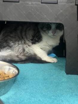 Afflicted Dagger Moth -  Domestic Long Hair Cat for Adoption in Wichita, Kansas - Afflicted Dagger Moth | PetCurious