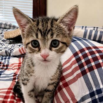Leo Samuel -  Domestic Short Hair Cat for Adoption in Houston, Texas - Leo Samuel | PetCurious