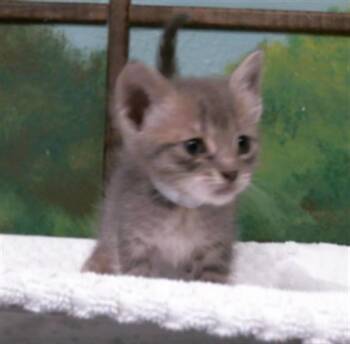Domestic Short Hair Cats Available for Adoption in Houston, Texas - ELEANOR | PetCurious