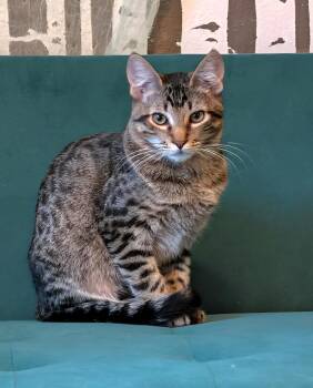 Cricket -  Domestic Short Hair Cat for Adoption in Beaverton, Oregon - Cricket | PetCurious