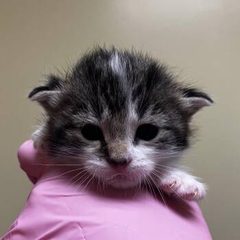 Danish Denise -  Domestic Short Hair Cat for Adoption in Wilmington, Delaware - Danish Denise | PetCurious