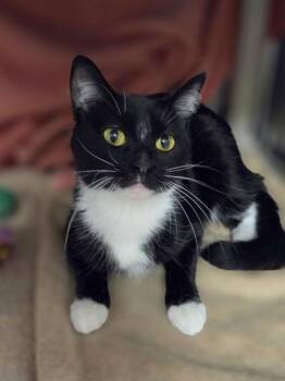 Clara -  Domestic Short Hair Cat for Adoption in Westland, Michigan - Clara | PetCurious