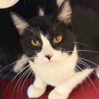 Domestic Short Hair Cats Available for Adoption in Columbia, Illinois - Pebbles | PetCurious